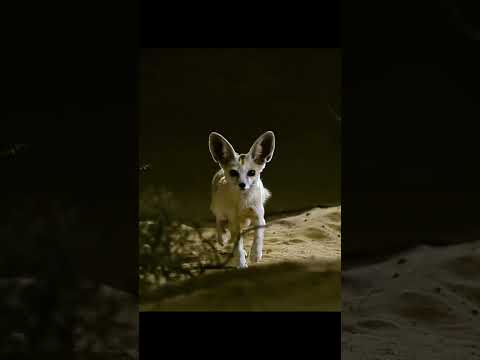 When GOD wants to give you another life, #snake #snakevideo #mouse #animals #save #life #attack