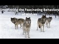 Wolves: Behavior and Ecology
