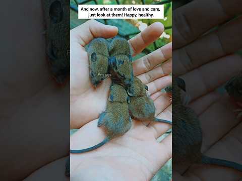 From Abandoned to Amazing Adventure: A Journey of Baby Mice 🐀🐭🐁