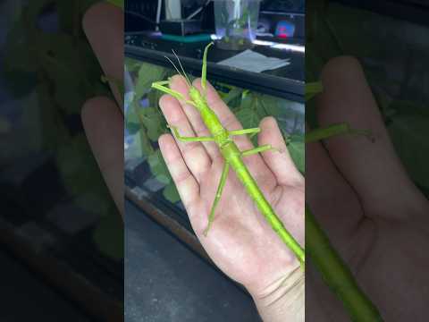gigantic insects! #insect #pokemon #bug #terrarium #shortswithzita #rock_n_insectes