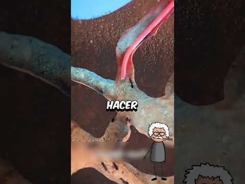 TIENE UNA LENGUA MUY GRANDE JAJAJA #shorts #tiktok #memes #curiosidades