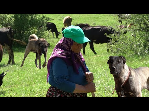 KURTLAR DAĞDA İNEK OTLATAN KADIN ÇOBANIN BAŞINA BELA OLDU !! BELGESEL