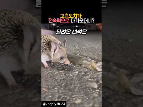 고슴도치가 전속력으로 다가오더니? #동물 #고슴도치