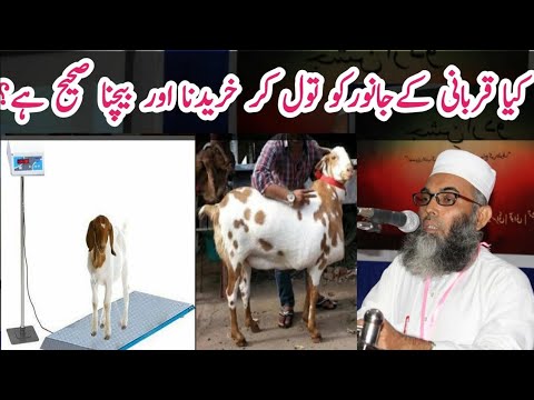 Kya Qurbani K Janwar Ko taul kar  Kharidna Aur Bechna Sahi Hai? Dr. Mufti Mohammed Mustafa Nadwi