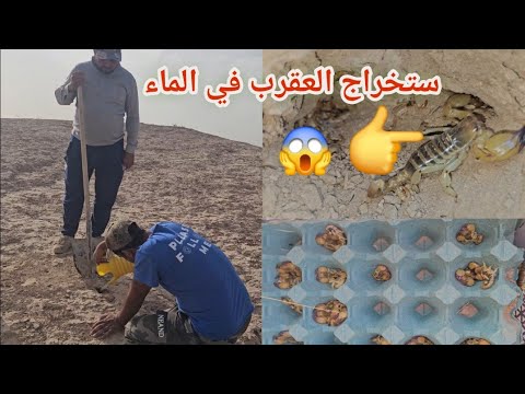 أسرع وأسهل طريقة لاخراج  العقرب 🦂🦂شاهد 👆👆👆