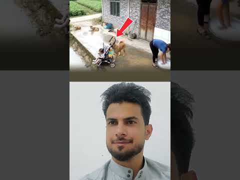 كلب بحجم منقذ وافضل من البعض #اكسبلور #shorts p#foryou #viralvideo