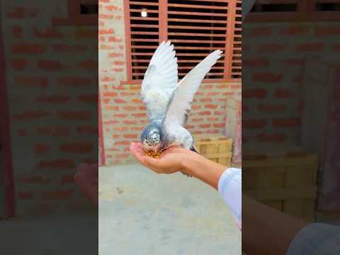 Sultan Ko Khana Khila Diya 🥰 #minivlog #dailyvlog #shorts #ytshorts #viralshorts #trendingshorts