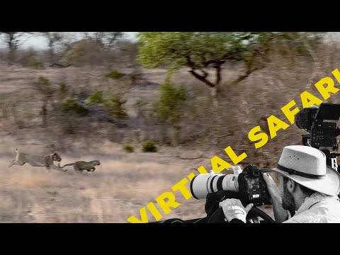 Lions Ambush Leopard Family: Explained- Virtual Safari #245