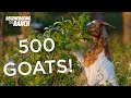 Goat Herd Management Challenges