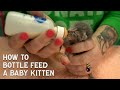 Kitten Care and Feeding Guidelines
