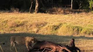 Hollywood Pride Brings Down a Buffalo at Mwamba Bush Camp