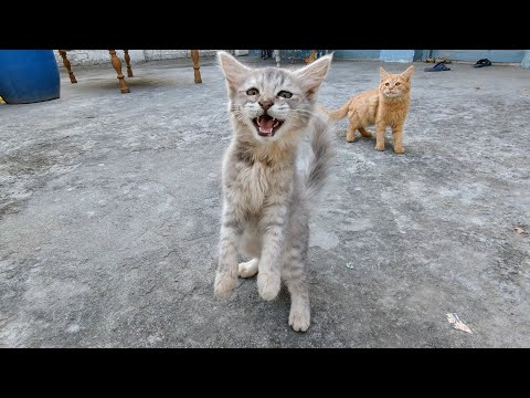 Adorable Kittens Begging for food 🤤 So cute isn't? 🐈❤️