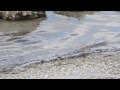 Coastal Ocean Dynamics and Human Impact