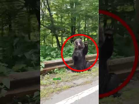 This family saved a bear that was hit by a car#animals #bear#love #gratitude