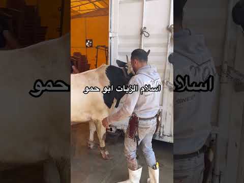 #اسلام_الزيات_ابوحمو #اسكندريه