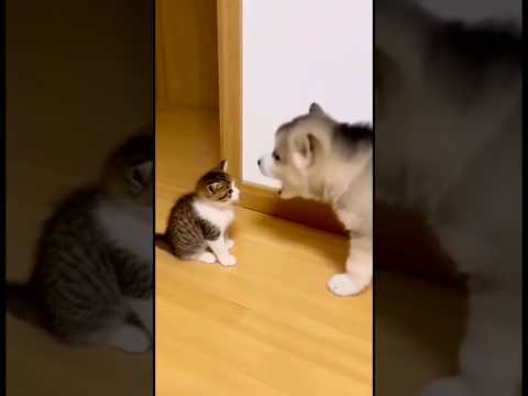 Wait for it ๐ #funny #viral #ai
