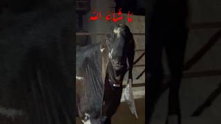 Visit my Farm on Rooftop#goat #animals #breeding