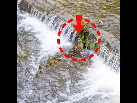 ヒナの反逆？母の道を拒否して、別ルートで登頂成功！🦆🚧カルガモ親子