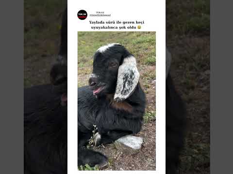 Keçileri kaçırmış 😂