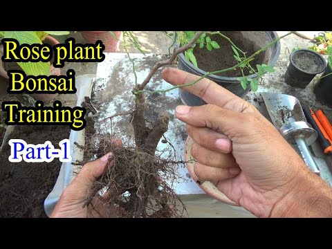 Grow Your Own Rose Bonsai From Cuttings (Beginner Friendly)