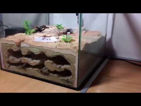 Formicarium Ön Bilgi - Karınca Çiftliğim