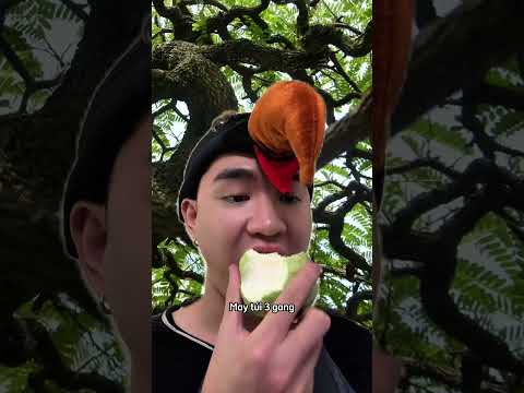 Cây ổi #haihuoc #tranbom #funny #tiktok #trending #comedy #foryou