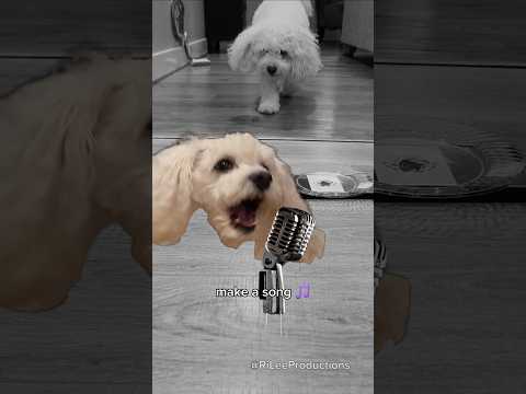 Our Dogs Create Filipino Song 🇵🇭 #shorts