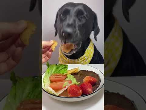Debut Plan for Cute Pets Labrador Daily Life of Silly Dogs Oh My God It Smells So Good Dogs