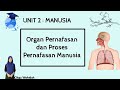 Fungsi dan Proses Pernafasan Manusia