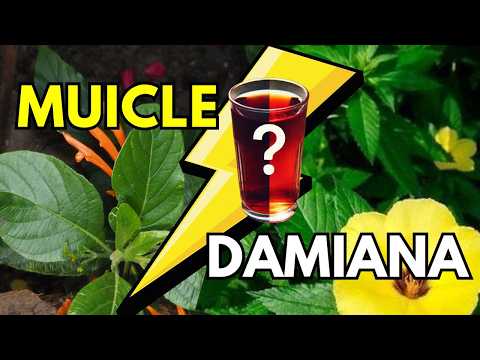 MUICLE Vs DAMIANA  🔥 ¿CUÁL es MEJOR para ti? ✅ Justicia Spicigera Vs Turnera Diffusa