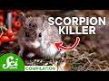 Animal Adaptations and Survival Strategies