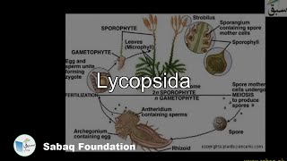 Lycopsida