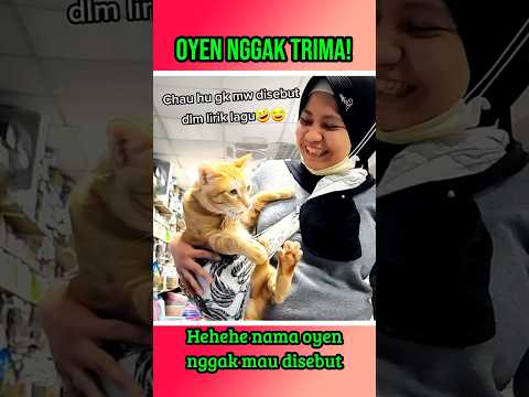 Oyen bikin ngakak #shorts #kucing #kucinglucu