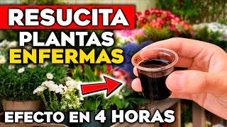 RESUCITA PLANTAS ENFERMAS!! Abono Casero para Salvar Plantas Marchitas