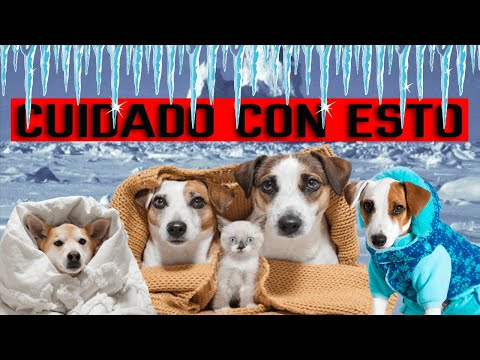 🥶 El Frio y las MASCOTAS ¿Qué Debes Hacer? - Noticias Rescate Animal