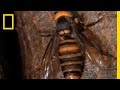 Honeybees and Hornets: Nature's Battle