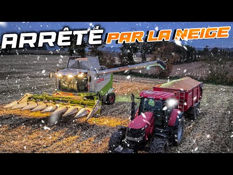 RÉCOLTE DES MAÏS 🌽 = LA NEIGE ARRIVE ❄️ !