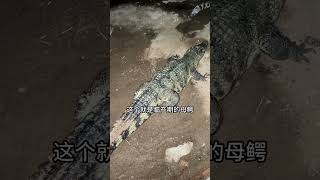 In the dead of night, the female crocodiles in the crocodile breeding farm are fighting each other o