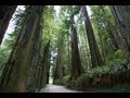 Sustainable Forestry and Its Benefits