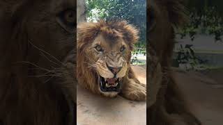 A Big Lion 🦁 Are Very Hungry 😋 #animal #animals #dinosaur #dog #amazing #funny #nature #safari