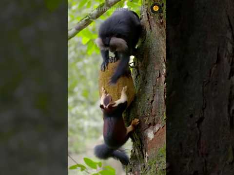 அணிலை அறைந்து திருடும் குரங்கு | Monkey Slapping Squirrel | Animaltube Tamil