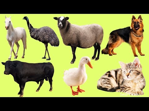 Learn names Farm Animals in English | Lean Sounds of Animals for Kids