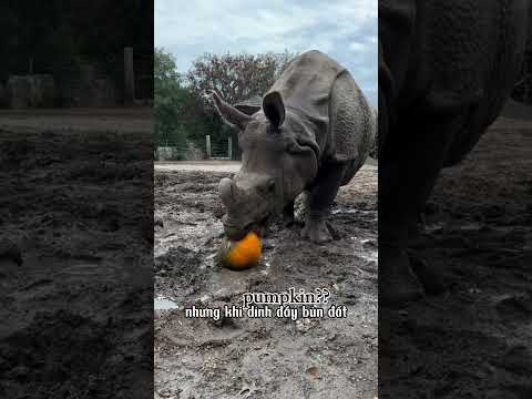 Đừng cho tê giác ăn theo cách này