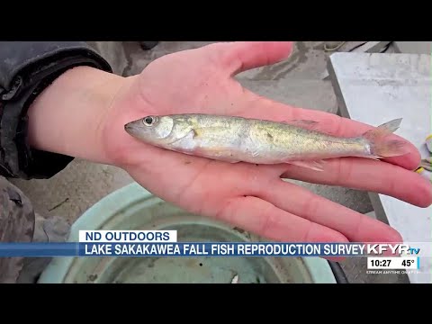 YouTube video thumbnail: ND Outdoors: Lake Sakakawea Fall Fish Reproduction Survey