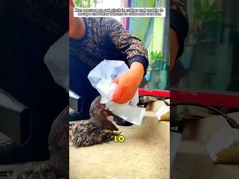 Rescate a Búho Abandonado