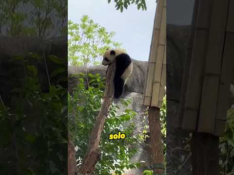 The red panda is very sad.# #animals #panda #pets #touching #sad #shorts
