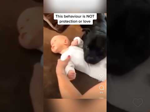 Dogs and babies in love ❤️#dog #baby #love #pets