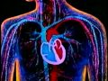 Heart Function and Physiology Assessment