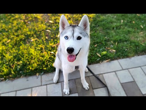 🔴 Come Hang Out with My Husky! (LIVE)