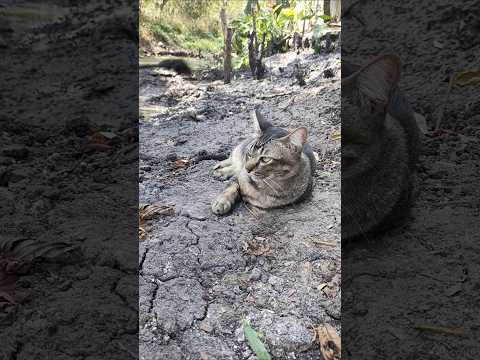 นอนดูพ่อลอกคลองแมวสัตว์เลี้ยงแสนรัก ป้าอ๋อย เขาเสด็จ นอนดูพ่อลอกคลองแมวสัตว์เลี้ยงแสนรัก